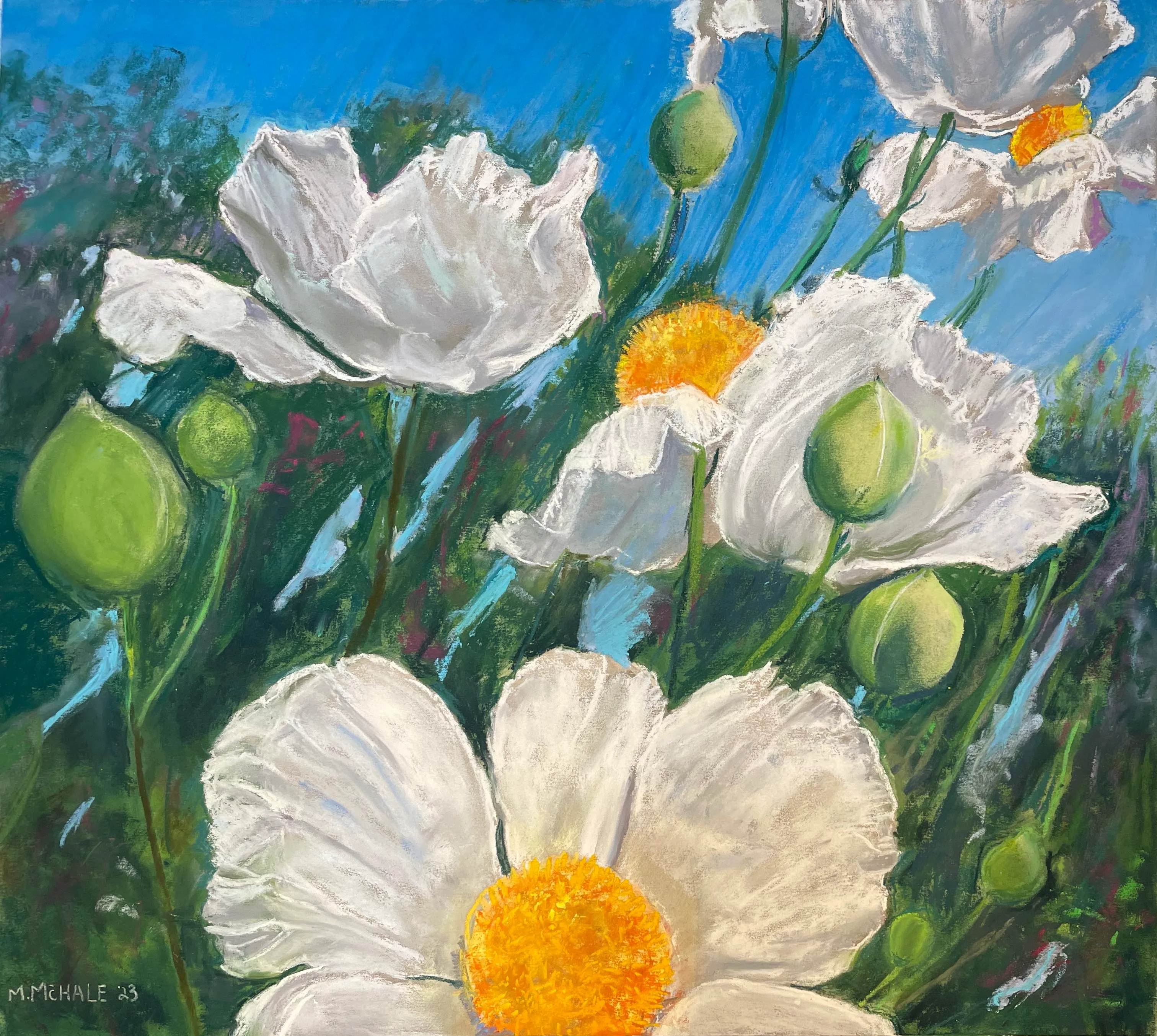 Matilija-Reaching for the Sun